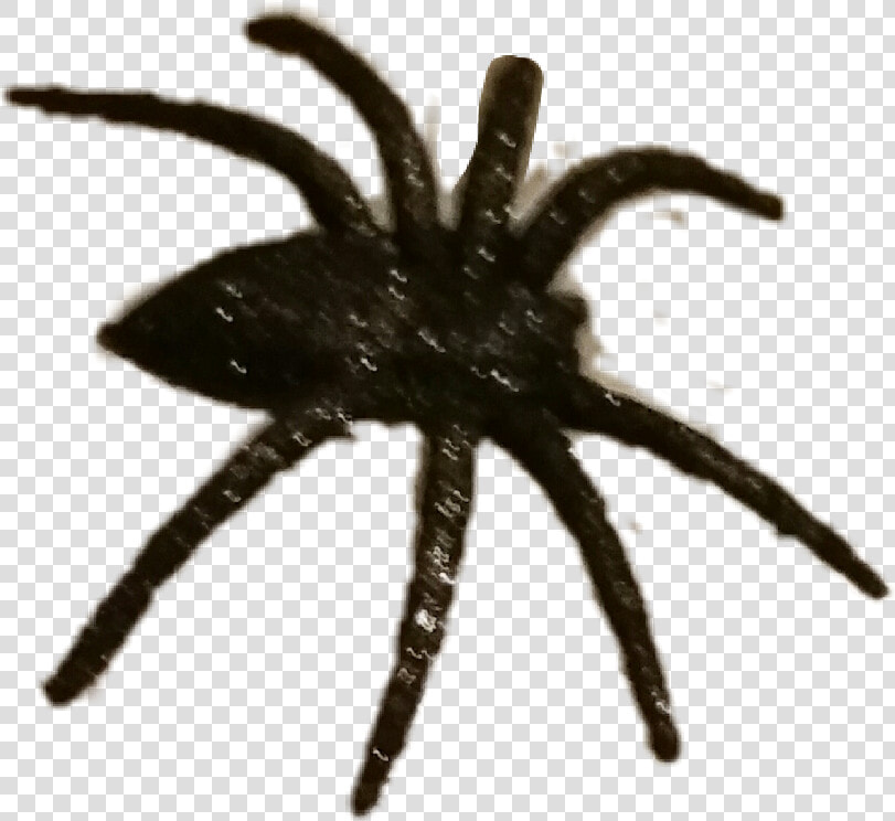  halloween  spider  spooky  scary   Wolf Spider  HD Png DownloadTransparent PNG