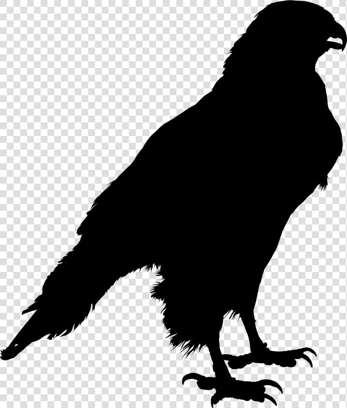 Common Raven Clip Art Silhouette Crow Drawing   Silhouette Of A Raven  HD Png DownloadTransparent PNG