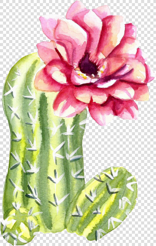 Green Watercolor Hand Painted Cactus Flower Transparent   Flower Cactus Watercolor Png  Png DownloadTransparent PNG