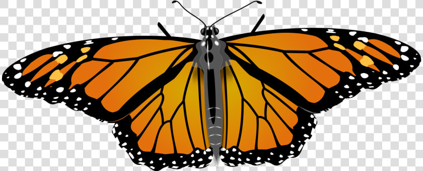 File   Monarch Butterfly   Svg   Monarch Butterfly Copyright Free  HD Png DownloadTransparent PNG