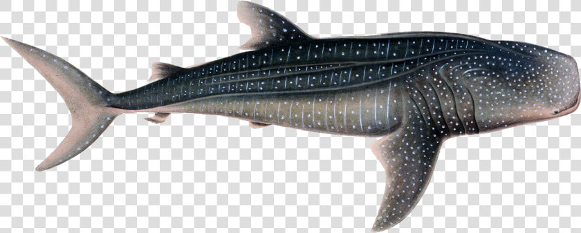 Whale Png Background   Whale Shark White Background  Transparent PngTransparent PNG