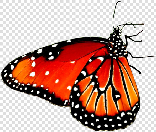 Beautiful Butterfly Desktop Wallpaper High definition   Butterfly On Flower Png  Transparent PngTransparent PNG