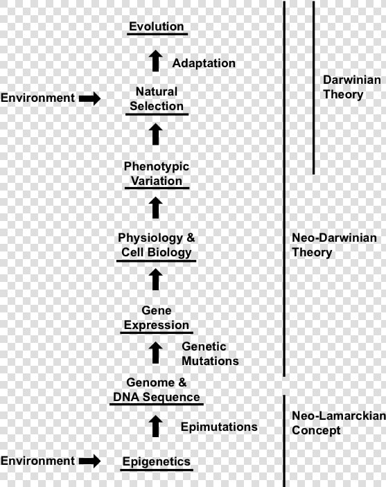 Darwin Proposed Evolution Occurred  HD Png DownloadTransparent PNG