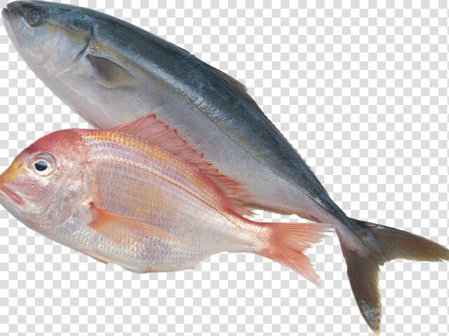 Sardine Clipart Fich   Sea Fish Png  Transparent PngTransparent PNG