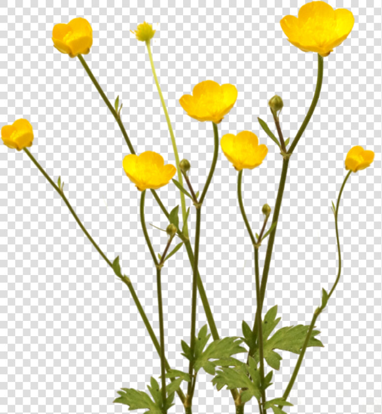  flowers  yellow  overlay  buttercups  lawn  wildflowers   Buttercup Flower Transparent  HD Png DownloadTransparent PNG