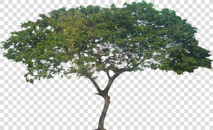 African Trees Png   Samanea Saman Rain Tree Png  Transparent PngTransparent PNG