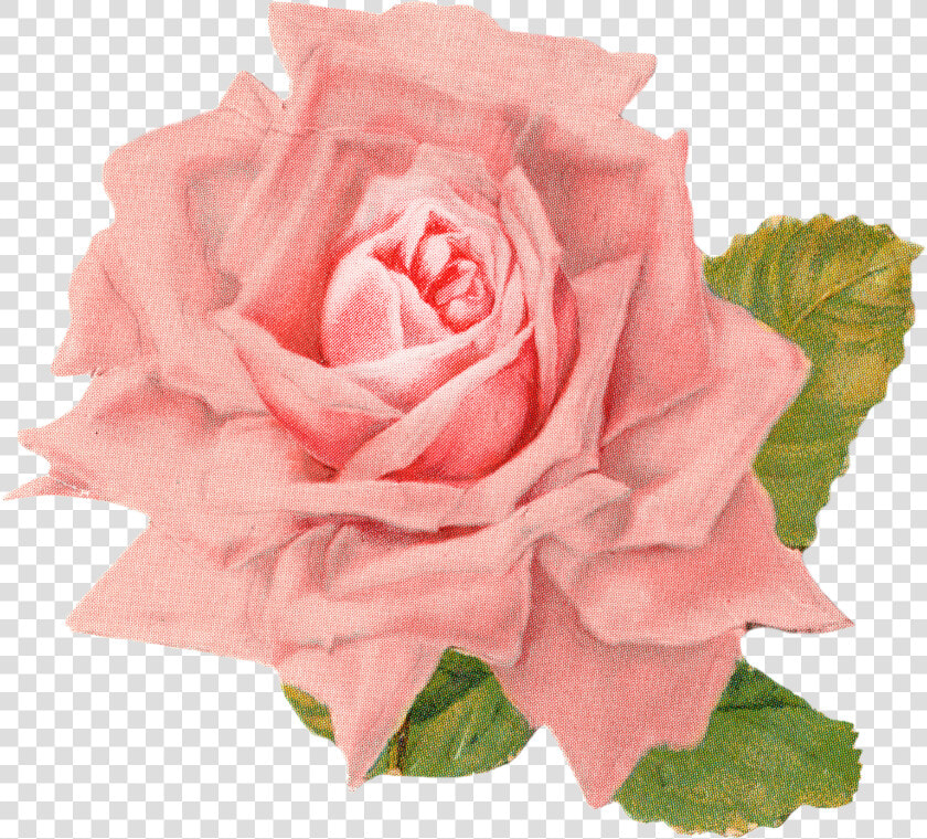 Rose Clipart Vintage Roses   Vintage Rose Image Transparent  HD Png DownloadTransparent PNG