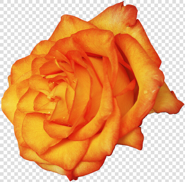 Transparent Amber Rose Png   Garden Roses  Png DownloadTransparent PNG