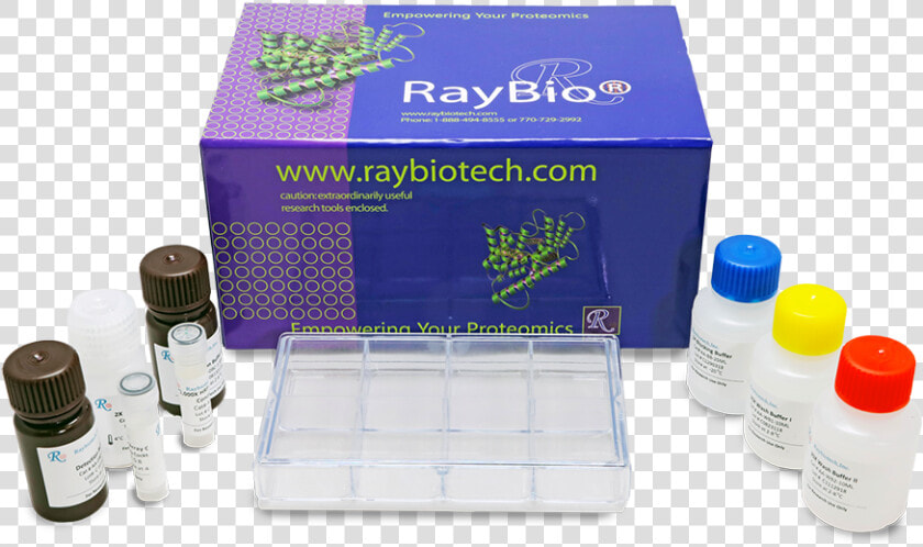 Ray Bio Human Cytokine Antibody Array 5  HD Png DownloadTransparent PNG