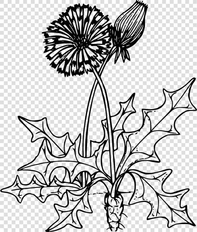 Clip Art Dandelion Outline   Dandelion Clipart Black And White  HD Png DownloadTransparent PNG