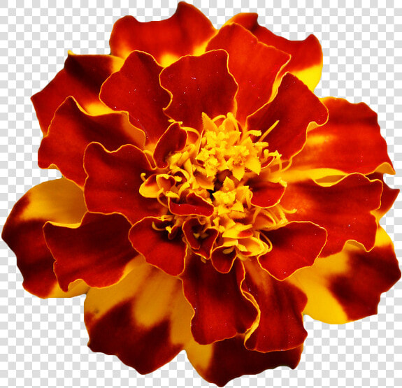 Marigold Orange Flower Transparent Background  HD Png DownloadTransparent PNG