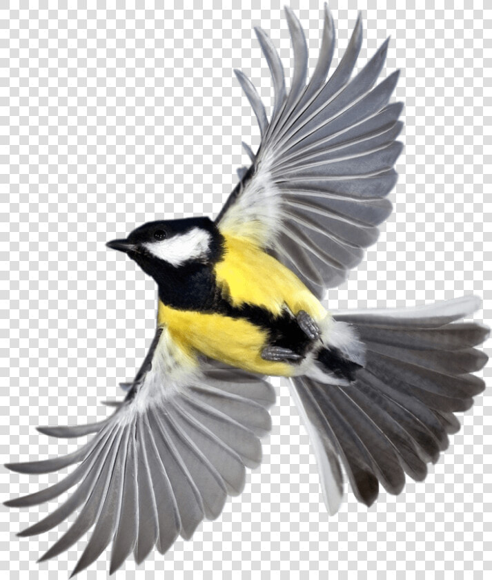 New Beautiful Flying Birds Hd Clipart   Png Download   Flying Bird  Transparent PngTransparent PNG