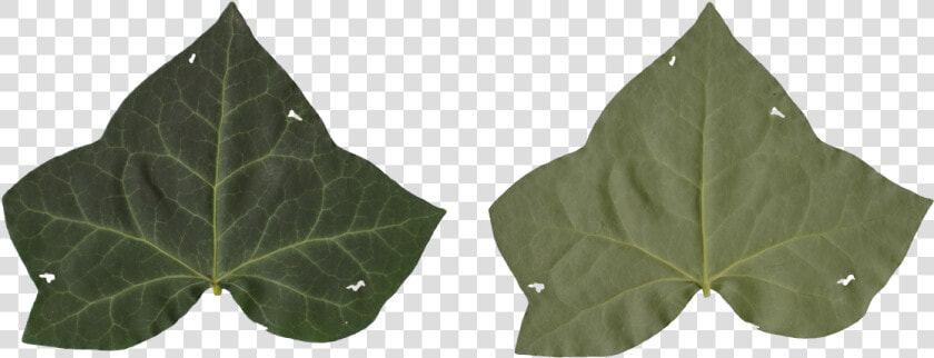 Transparent Ivy Texture Png   American Aspen  Png DownloadTransparent PNG