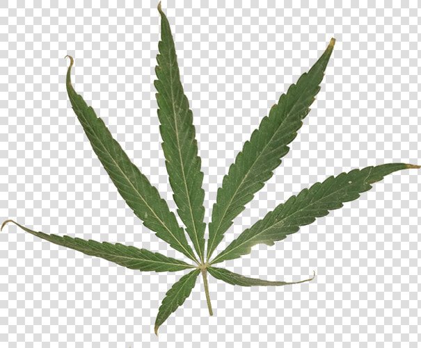 Marijuana Leaf Png   Transparent Sativa Leaf  Png DownloadTransparent PNG