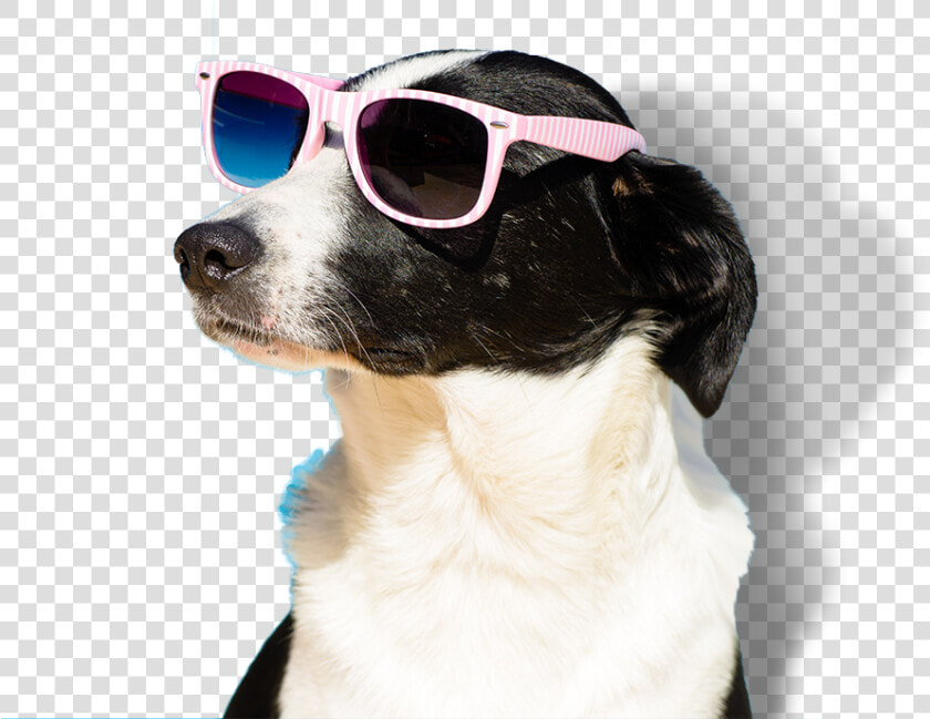 Happy Dog Png   Transparent Happy Dog Png  Png DownloadTransparent PNG