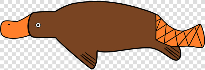 Marine Mammal clip   Platypus Png  Transparent PngTransparent PNG