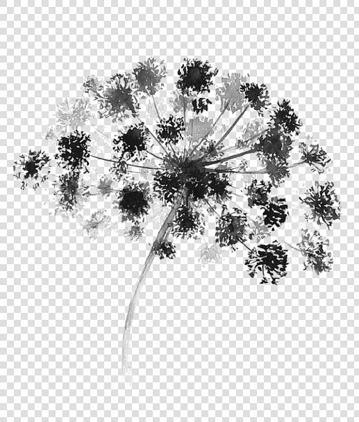 Black And White Watercolor Painting Flower Graphic   Watercolor Black And White Flower  HD Png DownloadTransparent PNG