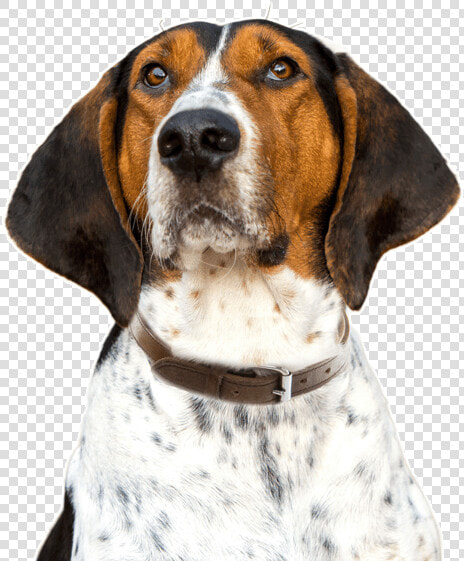 Puppy Treeing Walker Coonhound  HD Png DownloadTransparent PNG