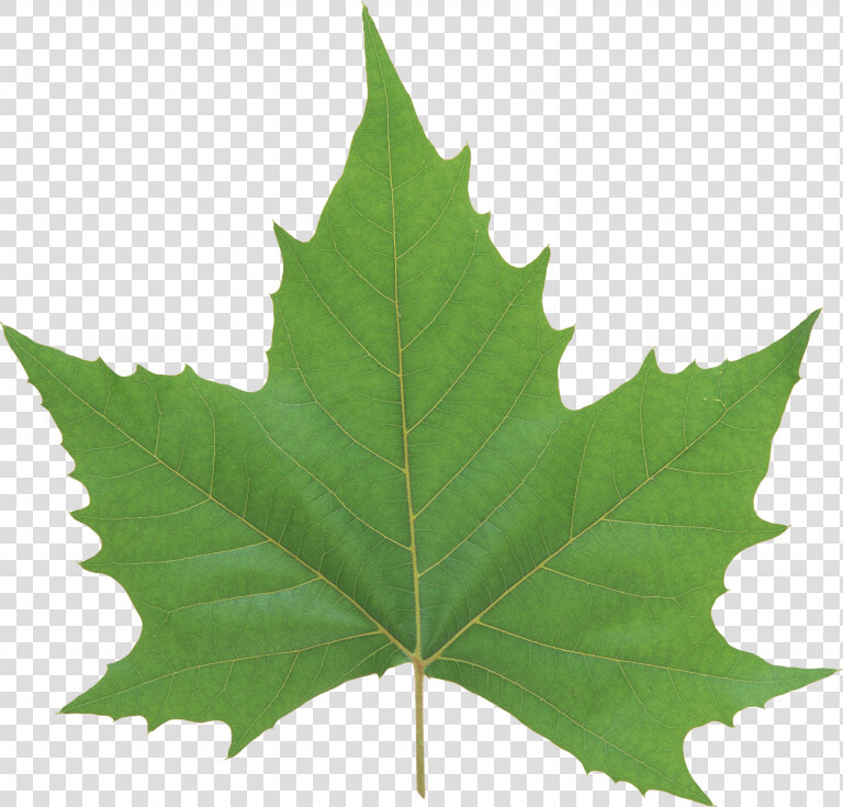 Now You Can Download Green Leaves Png In High Resolution   Green Maple Leaf Png  Transparent PngTransparent PNG