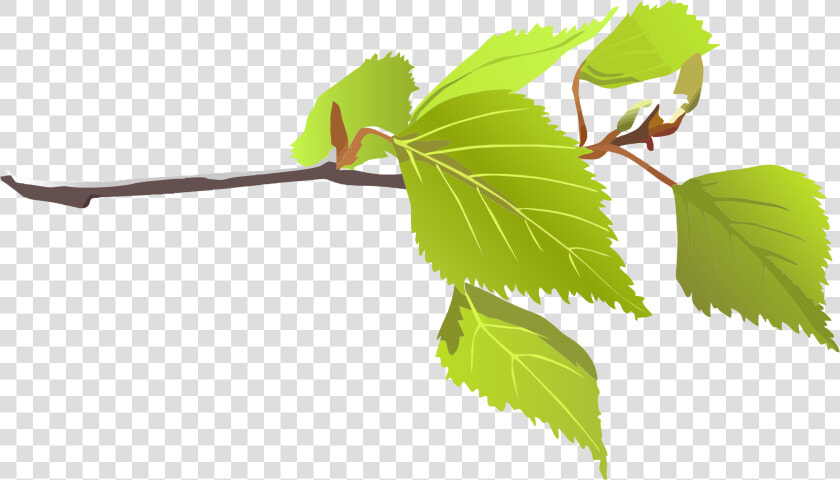 Birch canoe Stem river Birch birch Family   Leaves On A Branch  HD Png DownloadTransparent PNG