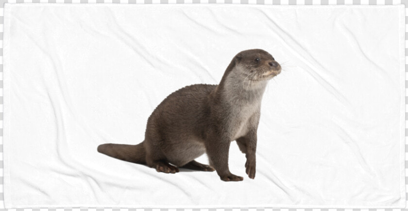 Class Lazyload Lazyload Mirage Cloudzoom Featured Image   River Otter No Background  HD Png DownloadTransparent PNG