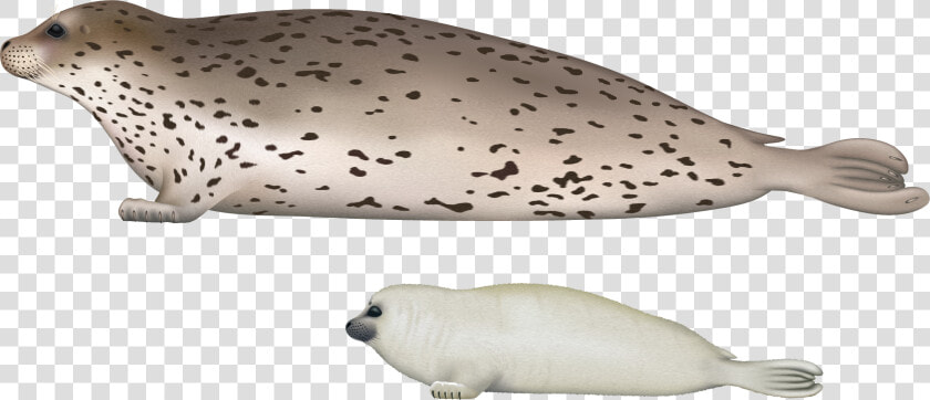 Harbor Seal Transparent Images   Spotted Seal Illustration  HD Png DownloadTransparent PNG