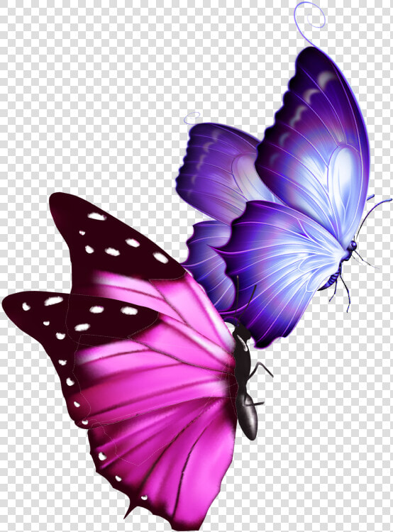  mq  pink  purple  butterfly  butterflys   Real Life Pink And Purple Butterfly  HD Png DownloadTransparent PNG