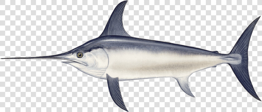 Swordfish Png  Transparent PngTransparent PNG