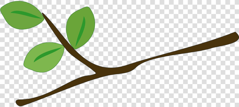 Árbol  Rama  Hojas  Verde  Ramas  De La Hoja   Rama De Arbol Png  Transparent PngTransparent PNG