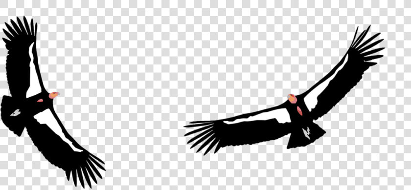 California Condor Png  Transparent PngTransparent PNG