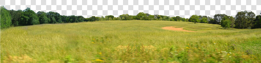 Treeline Png   Field Background Png  Transparent PngTransparent PNG