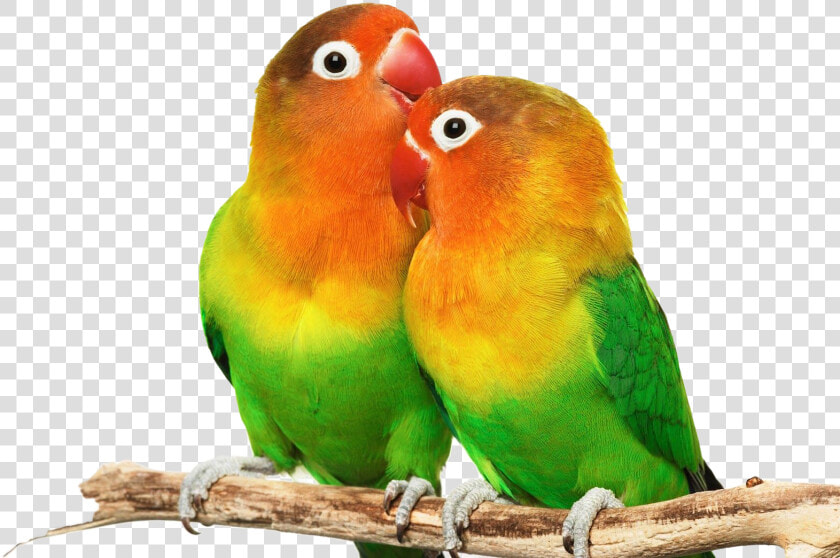 Love Birds Png Images Hd   Love Birds Images Png  Transparent PngTransparent PNG