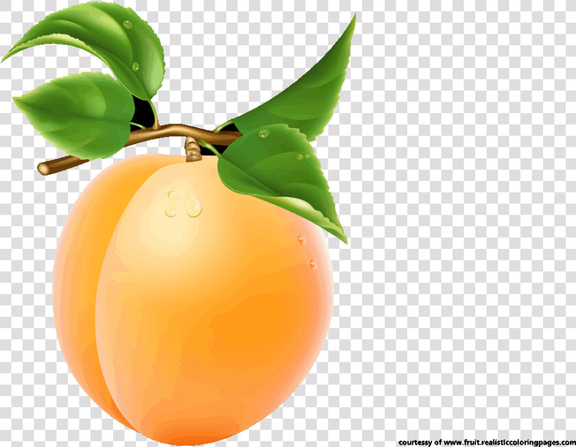 Single Apricot Transparent Image   Single Fruits Images With Names  HD Png DownloadTransparent PNG