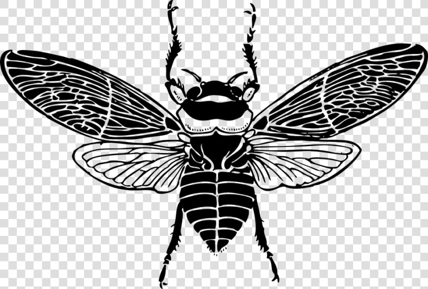 Top  Bee  Wings  Insect  Honey   Bee Top View  HD Png DownloadTransparent PNG