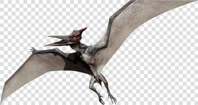 The Pteranodon Looks Awful   Jurassic Park Flying Dinosaur Name  HD Png DownloadTransparent PNG