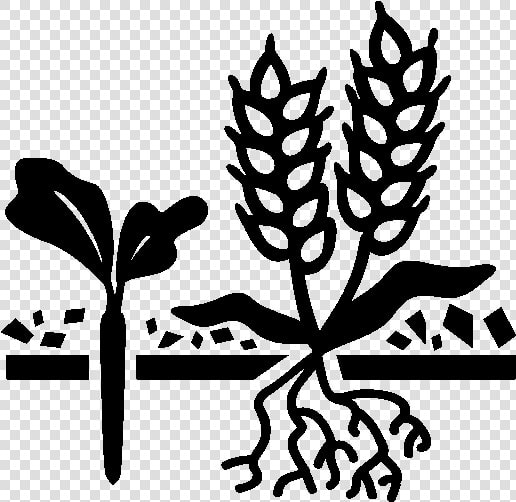 Cover Crops Icon   Cash Crops Black And White  HD Png DownloadTransparent PNG