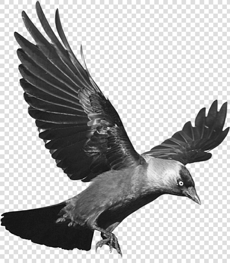 Crow Png Free Download   Crow Png  Transparent PngTransparent PNG