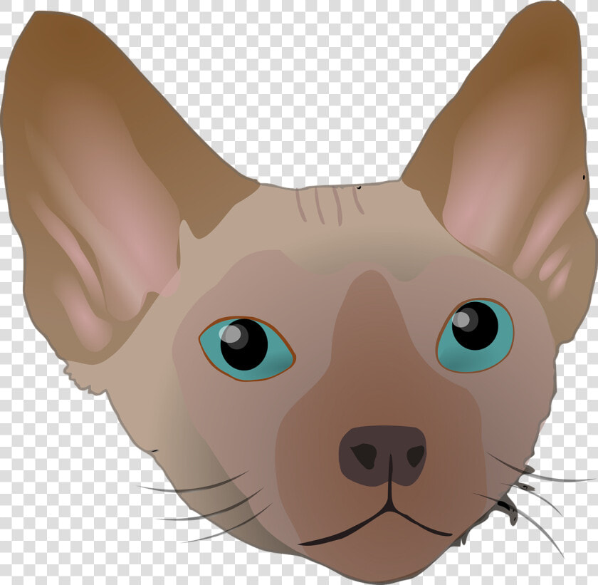 Devon Rex  HD Png DownloadTransparent PNG