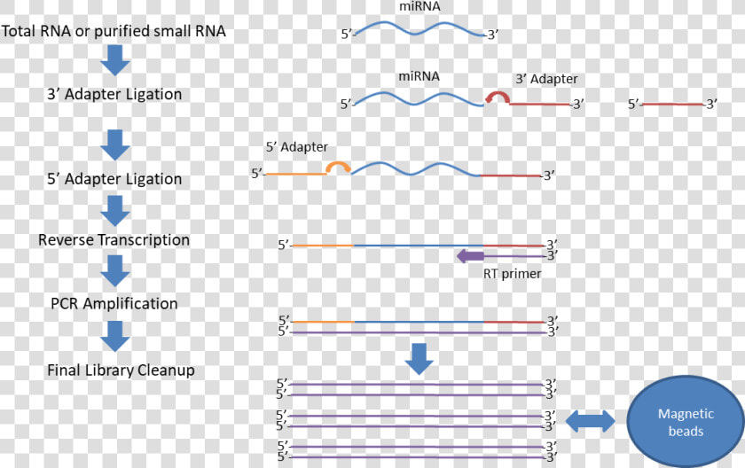 Small Rna Sequencing Scheme  HD Png DownloadTransparent PNG