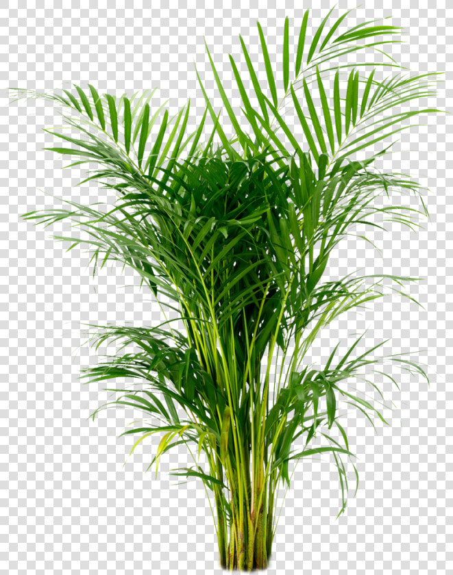 Potted Plant Png  areca Palm  Arecaceae  Houseplant    Areca Palm  Transparent PngTransparent PNG