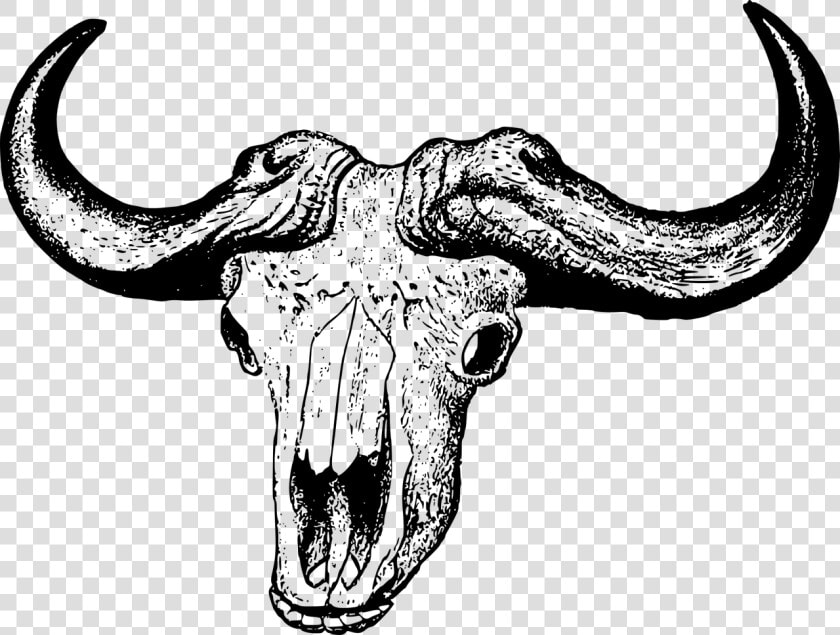 African Buffalo Skull Drawing  HD Png DownloadTransparent PNG