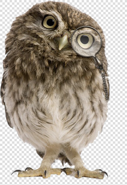 Owls Png Free Images   Athene Noctua  Transparent PngTransparent PNG