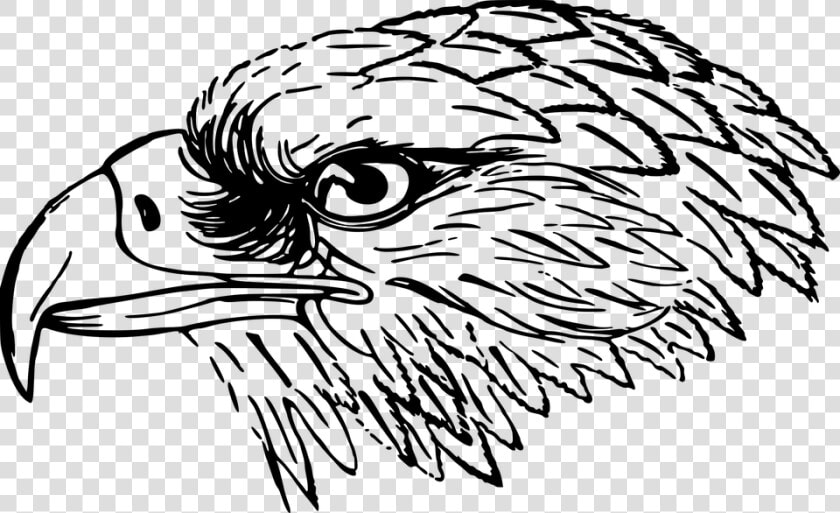 Bird  Eagle  Head  Snake Eagle   Falcon Clipart Black And White  HD Png DownloadTransparent PNG