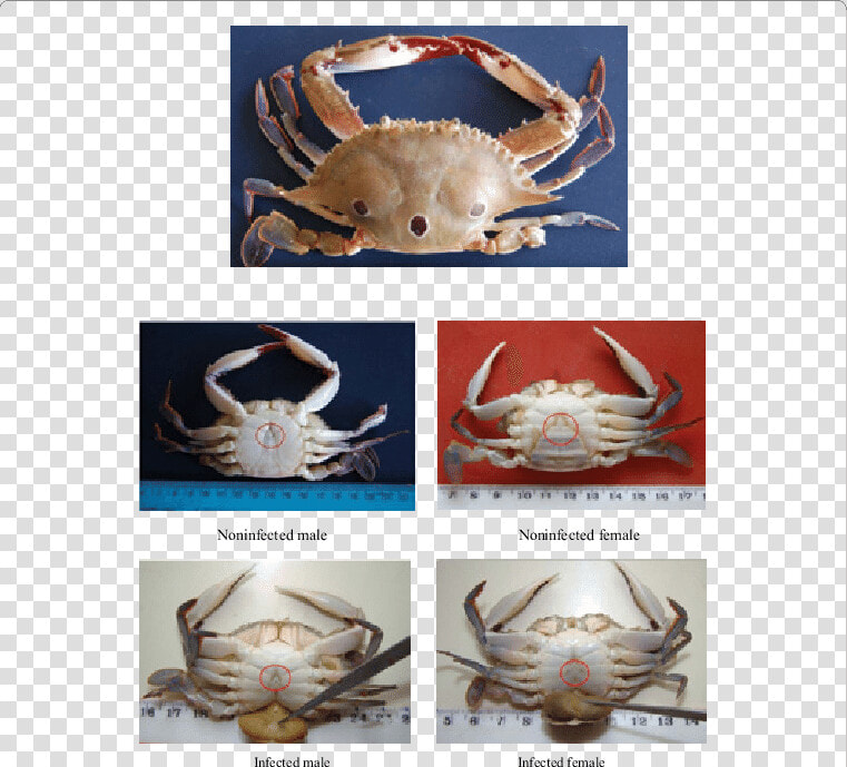 Crabs Png  Transparent PngTransparent PNG