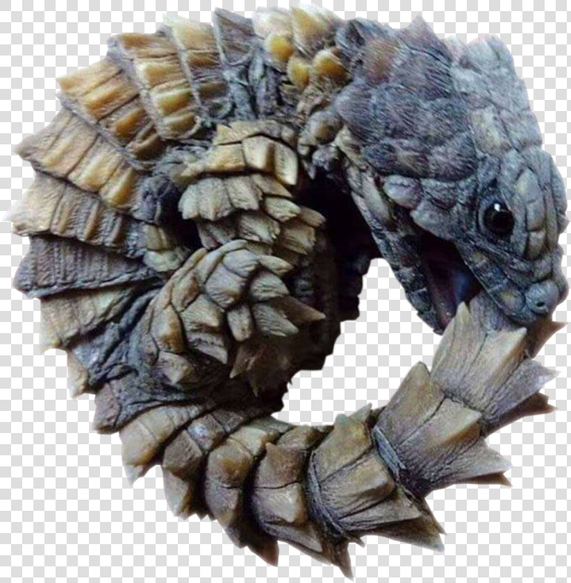 Armadillo Girdled Lizard  HD Png DownloadTransparent PNG