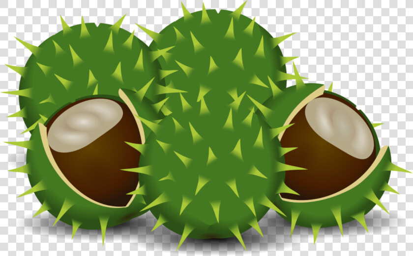 Spines And Prickles   Durian  HD Png DownloadTransparent PNG