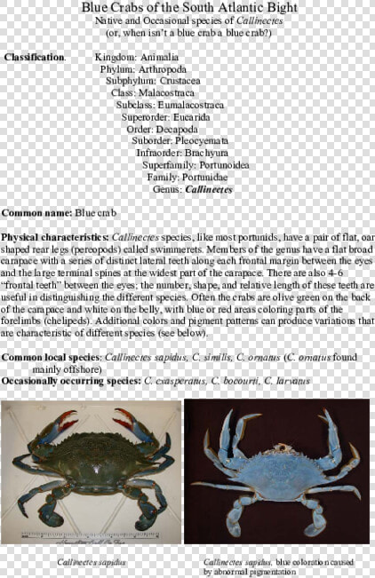 Chesapeake Blue Crab  HD Png DownloadTransparent PNG