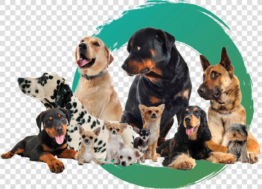 Dogs   Coonhound  HD Png DownloadTransparent PNG