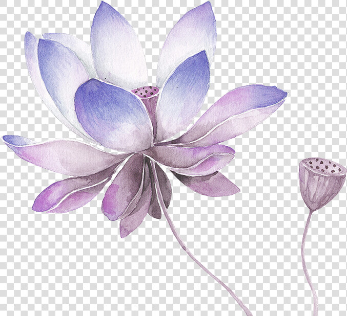 Collection Of Free Lilac Drawing   Watercolor Lotus Flower Png  Transparent PngTransparent PNG