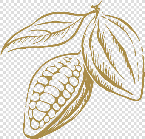 Leonidas Cocoa Bean  HD Png DownloadTransparent PNG